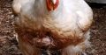Boilers chicken for sale