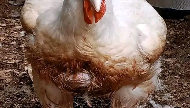 Boilers chicken for sale