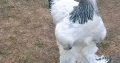 Brahma chicks