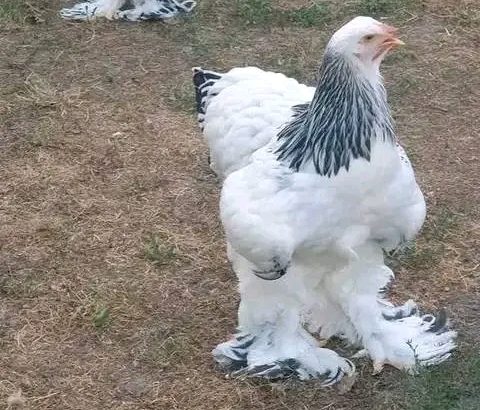 Brahma chicks