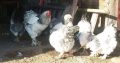Brahma chicks
