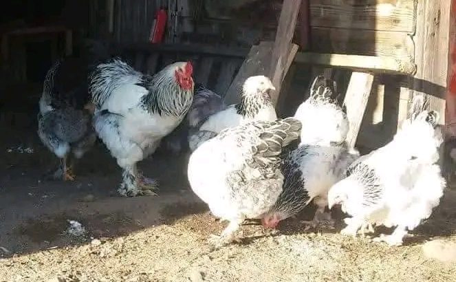 Brahma chicks