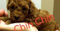 Red Poodle puppies for sale
