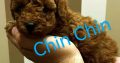 Red Poodle puppies for sale