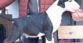 Bull Terrier puppies