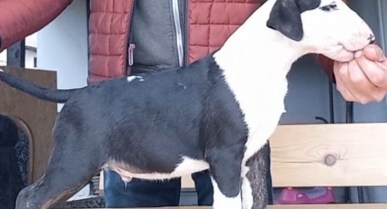 Bull Terrier puppies