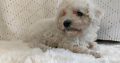 Miniature Poodle