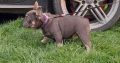 Exotic French Bulldog