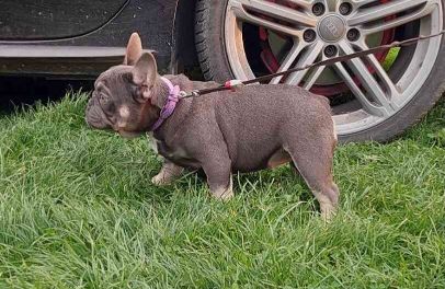 Exotic French Bulldog