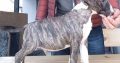 Bull Terrier puppies