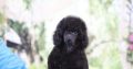 Miniature Poodle puppy
