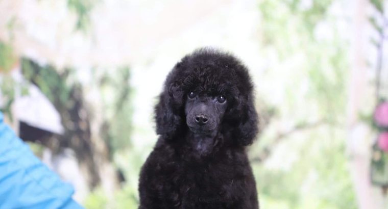 Miniature Poodle puppy