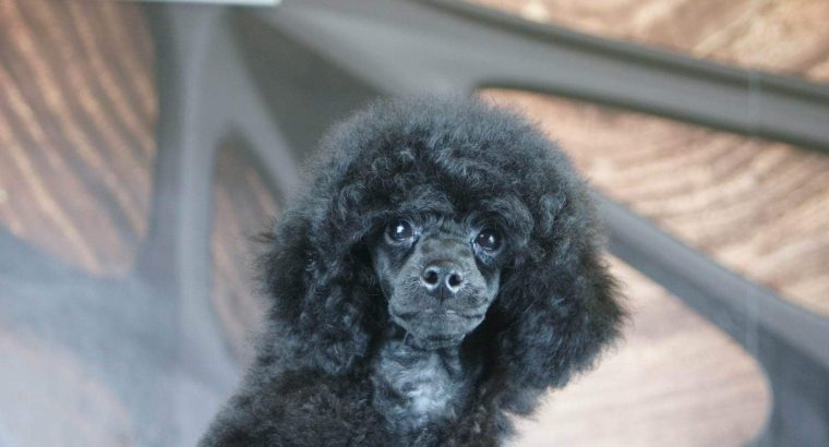 Miniature Poodle puppy
