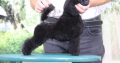 Miniature Poodle puppy