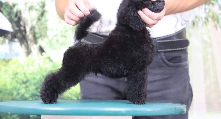 Miniature Poodle puppy