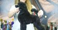 Miniature Poodle puppy