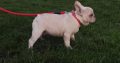 Exotic French Bulldog