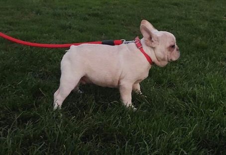 Exotic French Bulldog