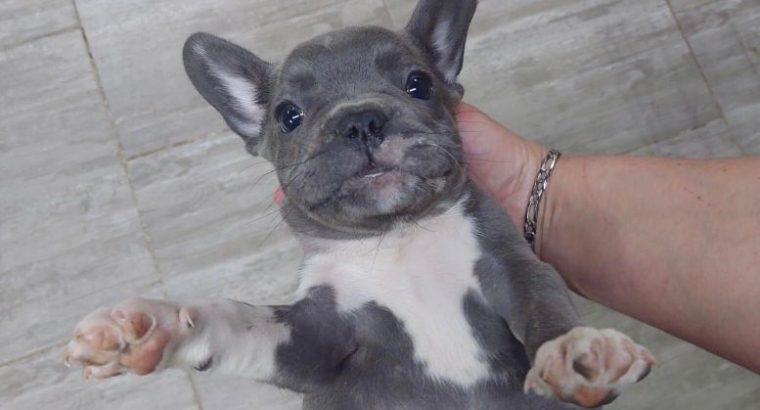 Exotic French Bulldog