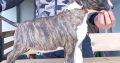 Bull Terrier puppies