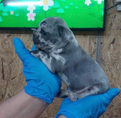 Exotic French Bulldog