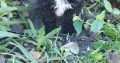 Miniature Poodle
