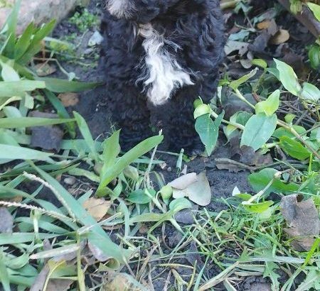 Miniature Poodle