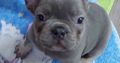 Exotic French Bulldog