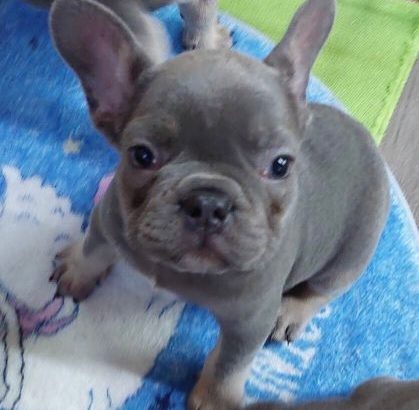 Exotic French Bulldog