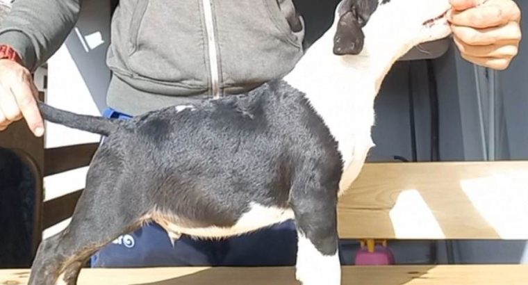 Bull Terrier puppies