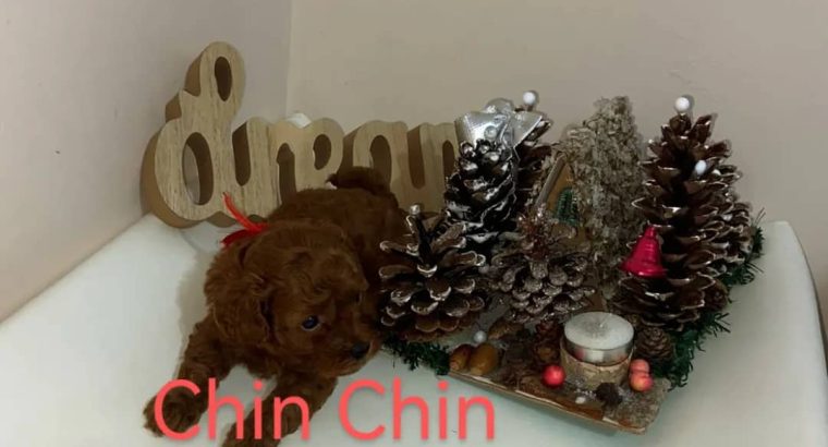 Red poodle
