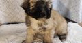 Miniature Poodle