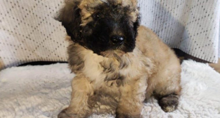 Miniature Poodle