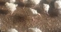 Price-list for day old chicks and pault BROILER Zartech- 650 Agri