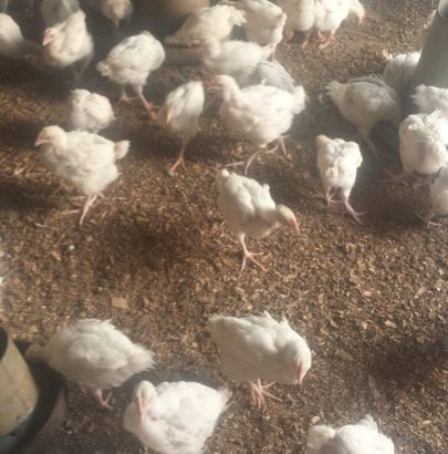 Price-list for day old chicks and pault BROILER Zartech- 650 Agri