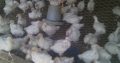 Price-list for day old chicks and pault BROILER Zartech- 650 Agri