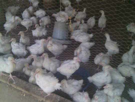 Price-list for day old chicks and pault BROILER Zartech- 650 Agri