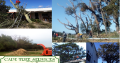 Cape Tree Services