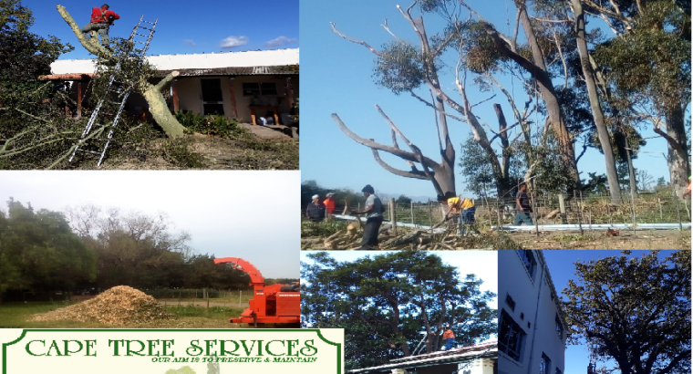 Cape Tree Services