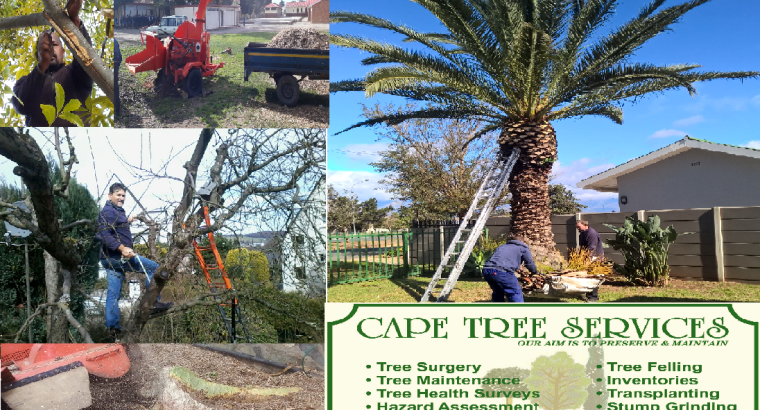 Cape Tree Services