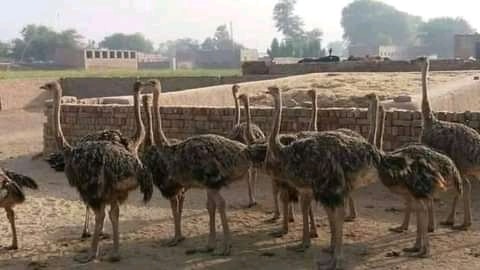 Ostrich chicks for sale