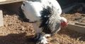 Brahma chicks