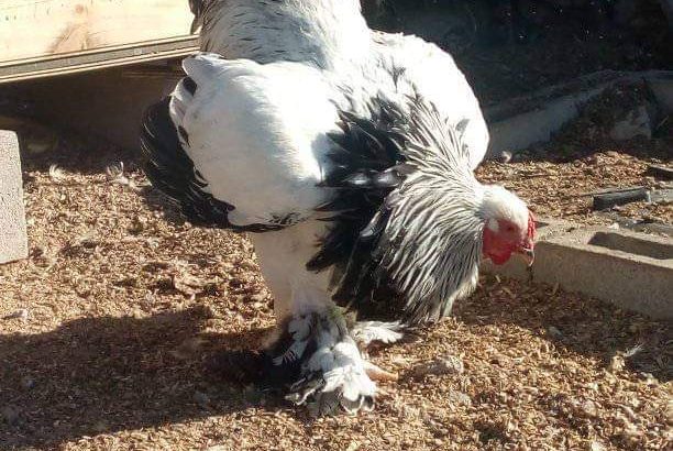Brahma chicks