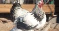 Brahma chicks