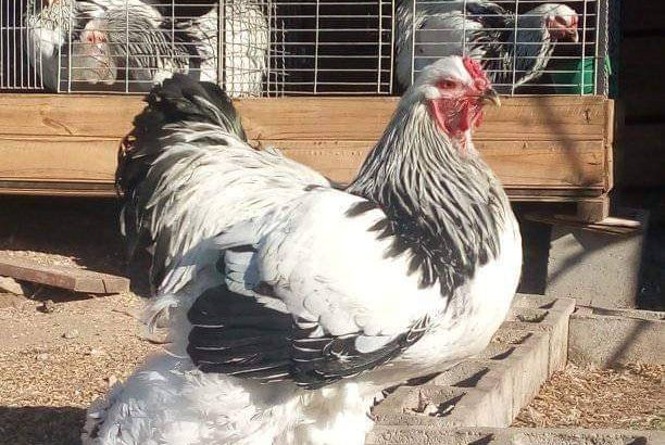 Brahma chicks