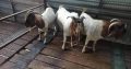 Boar goat for sales