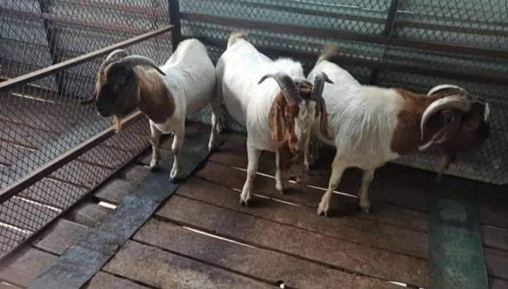 Boar goat for sales