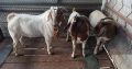 Boar goat for sales