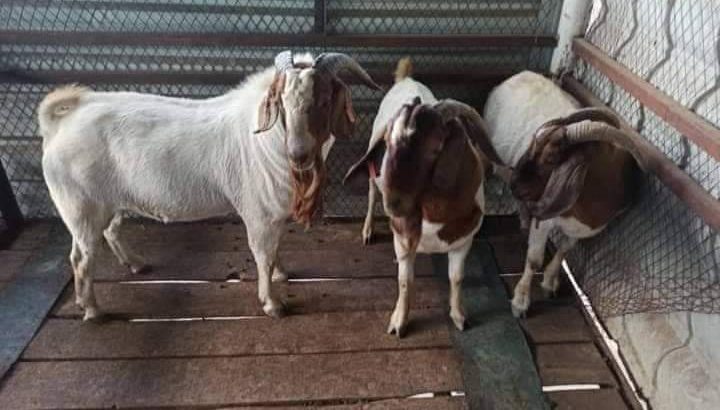 Boar goat for sales