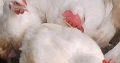 Boilers chicken for sale